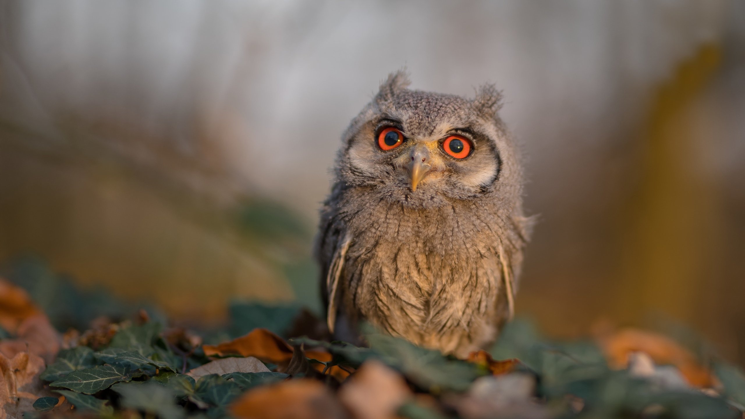 【比赛策略】顶尖运动员如何布局开局？战术从细节出发，运动员选手